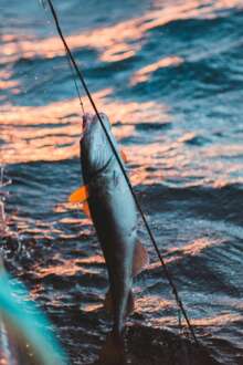 Portugal vai ter banco nacional de recursos genéticos marinhos